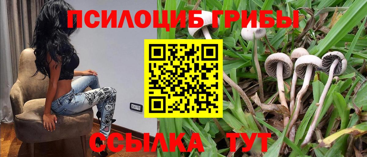 Хасавюрт  закладка  Вход с VPN  Псилоцибиновые грибы Cubensis 